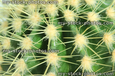 Stock image of cactus spines / thorns, prickly barrel cacti house plant