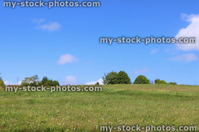 Stock image of field with green grass and blue sky / wildflower meadow