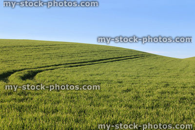 Stock image of farm field / hill, grain crop and tractor tracks