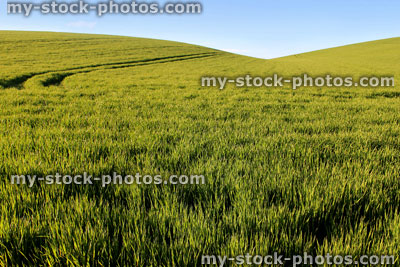 Stock image of farm field of grain, hill with tractor tracks