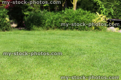 Stock image of fine lawn grass, freshly mown turf, lush green