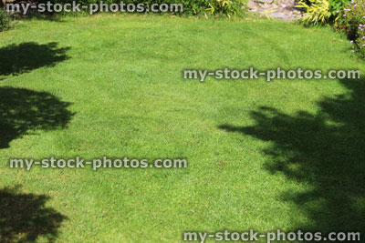 Stock image of shaded / shady fine lawn grass, freshly mown turf, lush green