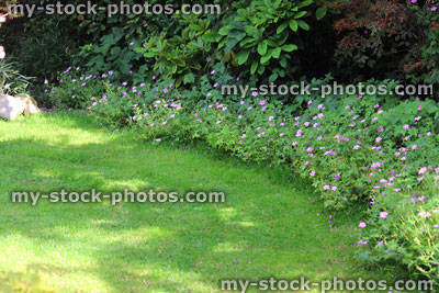 Stock image of shaded / shady fine lawn grass, freshly mown turf, pink geraniums
