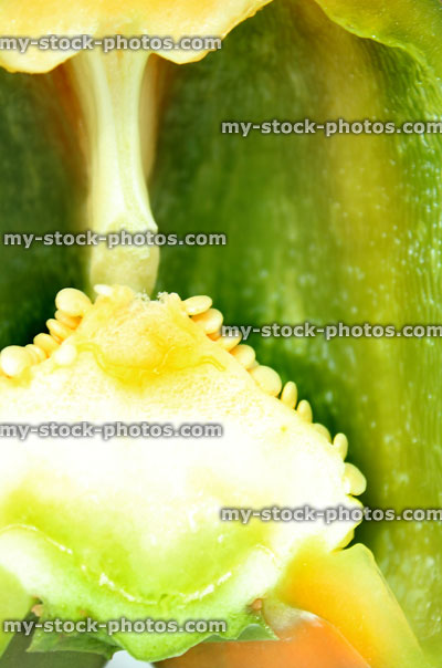 Stock image of large green pepper / capsicum, cross section, locules, placenta, seeds