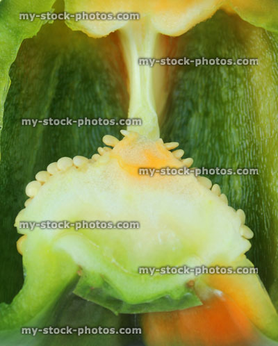 Stock image of green pepper / capsicum cross section, raw vegetable, seeds inside