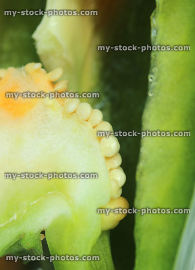 Stock image of half a green pepper / capsicum, raw vegetable, seeds