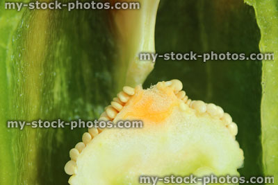 Stock image of sliced green pepper / capsicum, raw vegetable, close up seeds