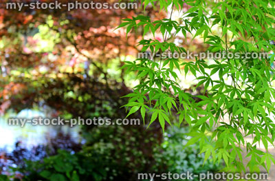 Stock image of green and red maple leaves in Japanese garden