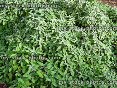 Stock image of green sage leaves growing in herb garden (Salvia officinalis)