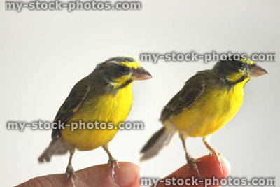 Stock image of tame male green singing finches perched on finger (Serinus mozambicus), yellow fronted canary
