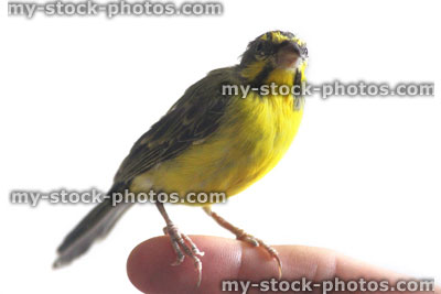 Stock image of tame male green singing finch perched on finger (Serinus mozambicus), yellow fronted canary