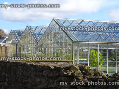 Stock image of commercial greenhouses / glasshouses with aluminium frames, growing plants