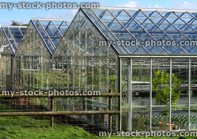 Stock image of commercial greenhouses / glasshouses at garden centre nursery, growing plants
