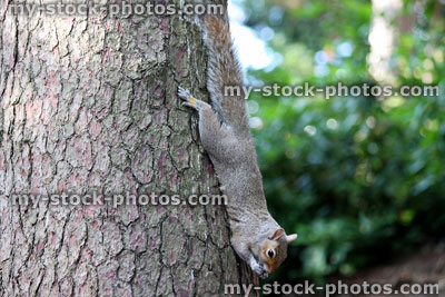 Stock image of grey squirrel climbing down tree / hanging, eating nut