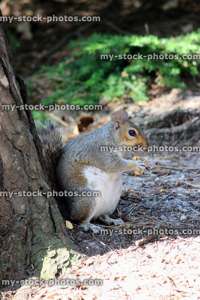Stock image of grey squirrel eating nut, woodland floor, Sciurus carolinensis