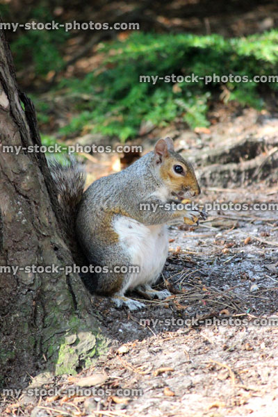 Stock image of grey squirrel eating nut, woodland floor, Sciurus carolinensis