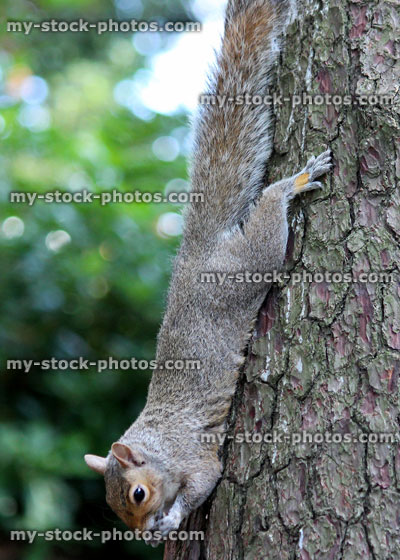 Stock image of Eastern grey squirrel climbing / eating nut, Sciurus carolinensis