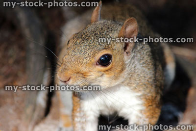 Stock image of wild Eastern grey squirrel head (Sciurus carolinensis) (close up)