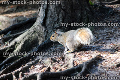 Stock image of grey squirrel with bushy tail in woodland (Sciurus carolinensis)