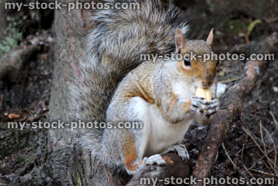 Stock image of Eastern grey squirrel with bushy tail, eating peanut