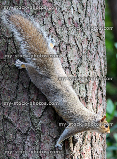 Stock image of grey squirrel climbing down tree trunk, looking up