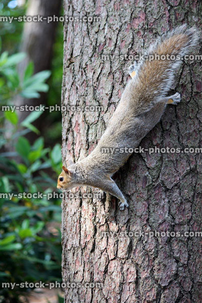 Stock image of grey squirrel climbing down trunk of pine tree