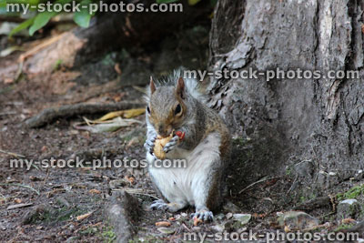 Stock image of grey squirrel sitting and eating peanut (Sciurus carolinensis)