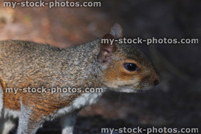 Stock image of grey squirrel face on woodland floor (Sciurus carolinensis)