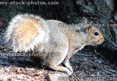 Stock image of grey squirrel with bushy tail in woodland (Sciurus carolinensis)