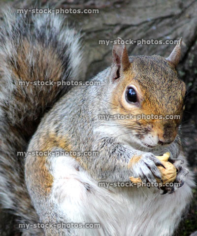 Stock image of grey squirrel sitting down and eating nut (Sciurus carolinensis)
