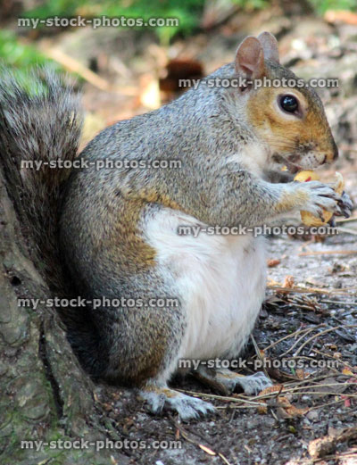 Stock image of grey squirrel sitting and eating nut (Sciurus carolinensis)