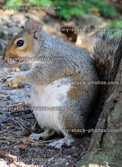Stock image of grey squirrel sitting and eating nut (Sciurus carolinensis)