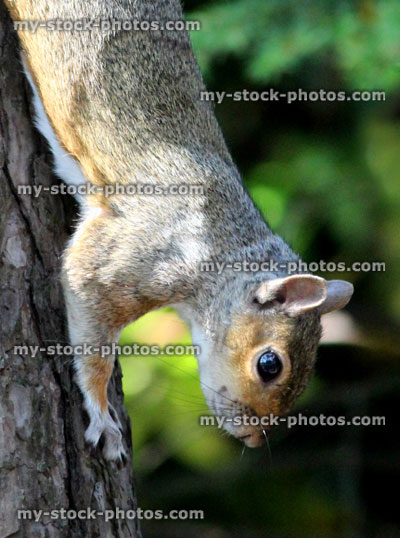 Stock image of grey squirrel climbing down tree trunk (Sciurus carolinensis)