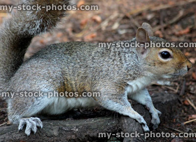 Stock image of wild Eastern grey squirrel on woodland floor (Sciurus carolinensis)
