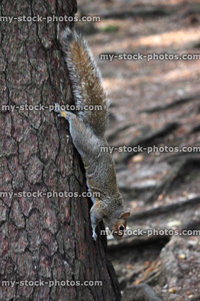 Stock image of grey squirrel climbing down pine tree (Sciurus carolinensis)