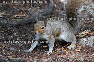 Stock image of grey squirrel on sunny woodland floor (Sciurus carolinensis)