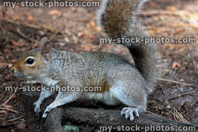 Stock image of wild grey squirrel with bushy tail (Sciurus carolinensis)