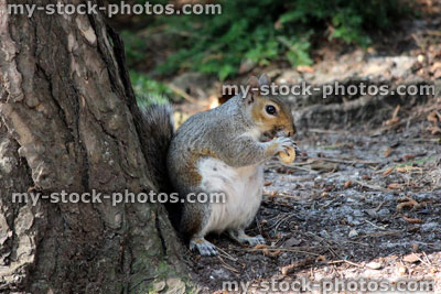 Stock image of wild grey squirrel eating peanut / woodland (Sciurus carolinensis)