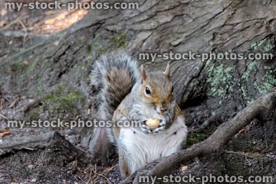 Stock image of wild grey squirrel eating peanut / woodland (Sciurus carolinensis)