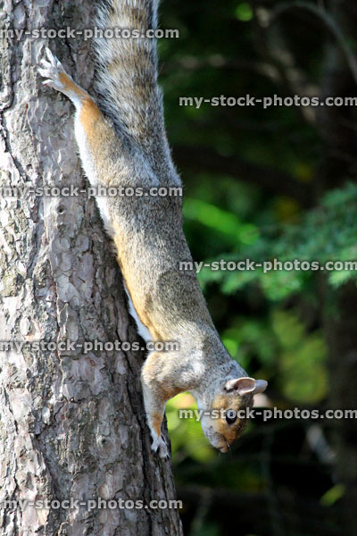 Stock image of grey squirrel climbing down tree trunk (Sciurus carolinensis)