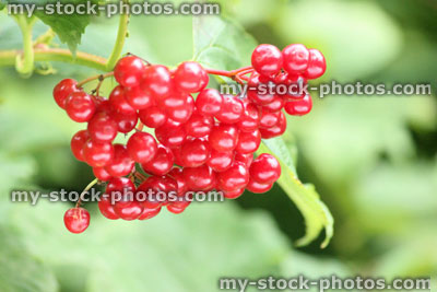 Stock image of red guelder rose berries growing in English hedgerow