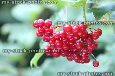 Stock image of red guelder rose berries growing in English hedgerow