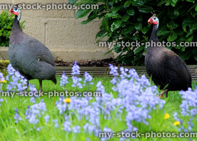Stock image of two guinea fowl strutting around a domestic garden