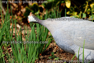 Stock image of lavender grey guinea fowl strutting around a vegetable garden