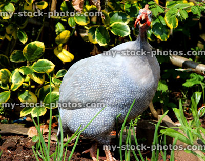 Stock image of lavender guinea fowl strutting around a domestic vegetable garden