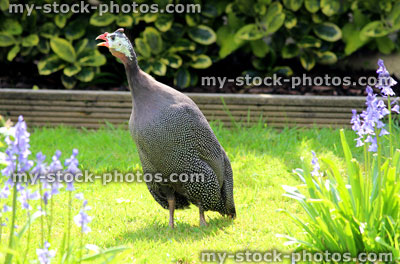 Stock image of guinea fowl strutting around a domestic garden lawn (Pearl Gray)