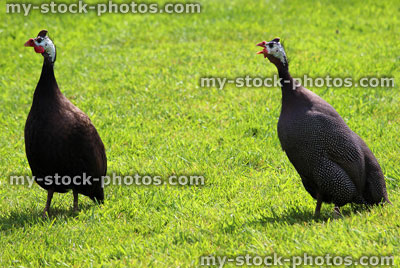 Stock image of two 'Pearl Gray' guinea fowl strutting around domestic garden