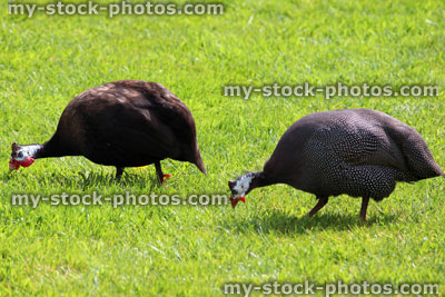 Stock image of two guinea fowl birds strutting around domestic garden lawn