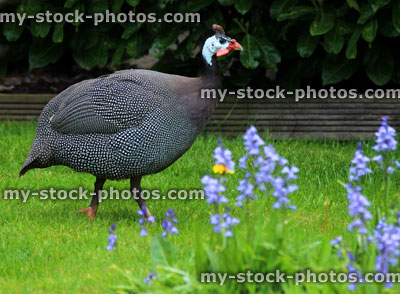Stock image of pearl Gray guinea fowl strutting around a domestic garden lawn