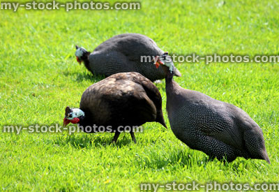 Stock image of three guinea fowl strutting around a domestic garden lawn
